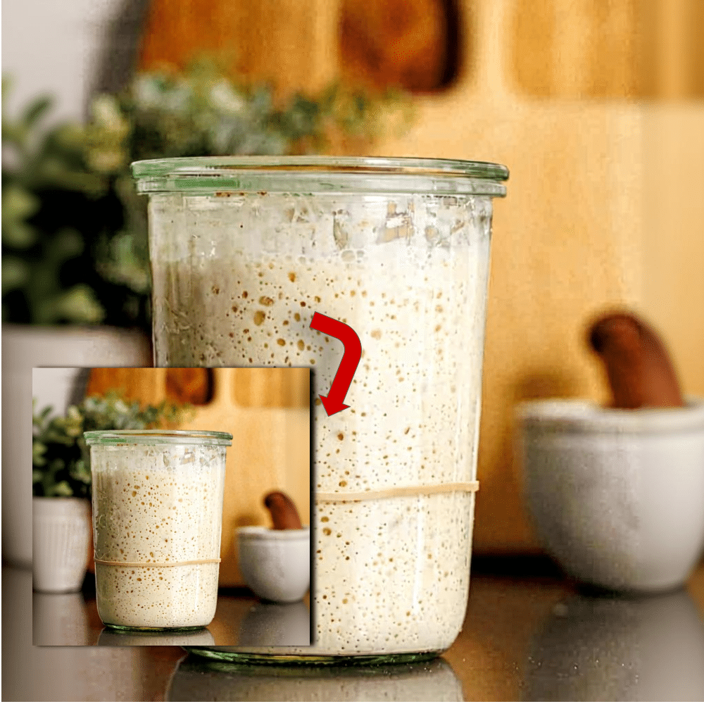 Sourdough Starter from Scratch: A 7-Day Guide