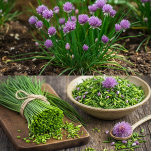 The Complete Guide to Growing, Harvesting, and Drying Chives